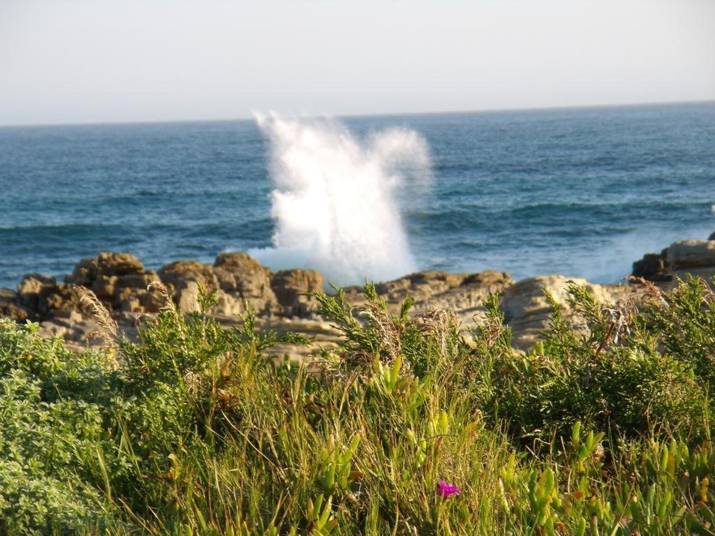 Seals Backpackers Hotel Cape St. Francis Exterior foto